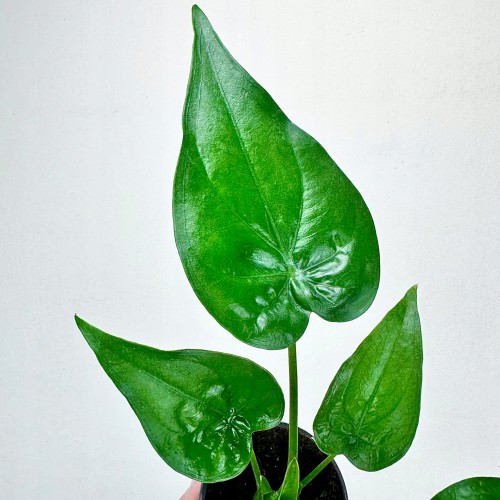 Alocasia Cucullata Alokazja P11 #2