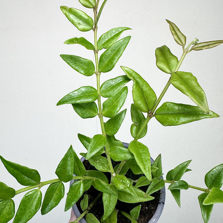 Hoya bella Hoja piękna P9