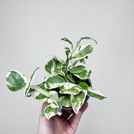 Epipremnum Pearls and Jade | White Panther P12