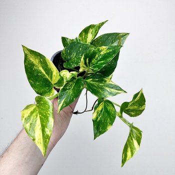 Epipremnum pinnatum Hicolor P9