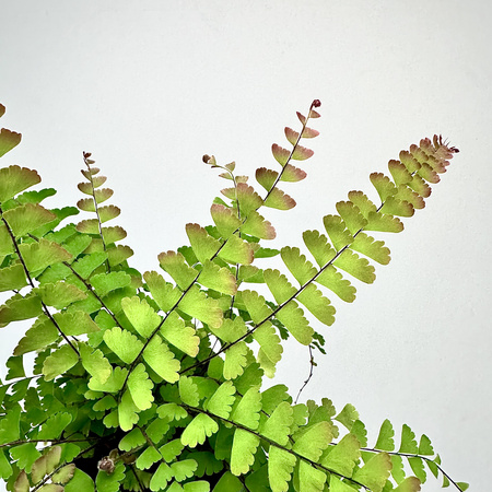 Adiantum Caudatum Paproć