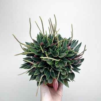 Peperomia Kędzierzawa Caperata Rosso P11