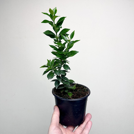 Pomarańcza Chinotto Citrus Myrtifolia P11