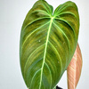 Philodendron Melanochrysum Filodendron P9