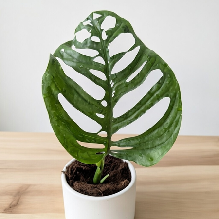 Monstera Esqueleto P12