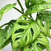 Monstera Adansonii Monkey Mask P11