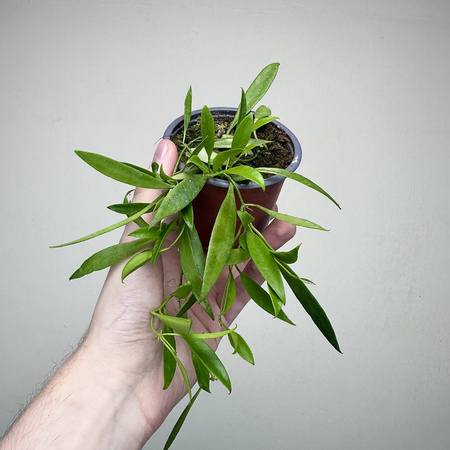 Hoya Tsangii Hoja P9