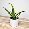 Sansevieria trifasciata Golden Flame Sansewieria P9