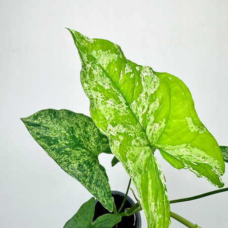 Syngonium Mottled Mojito Zroślicha P9
