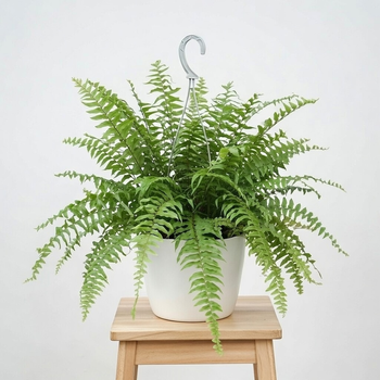 Paproć Macho Nephrolepis P19 wisząca