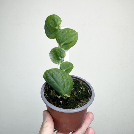 Rhaphidophora celatocaulis P9