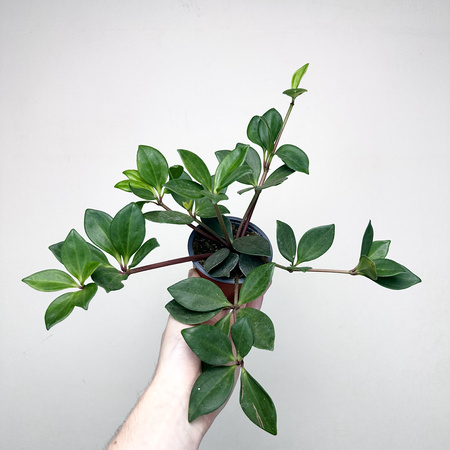 Peperomia Pereskiifolia P9