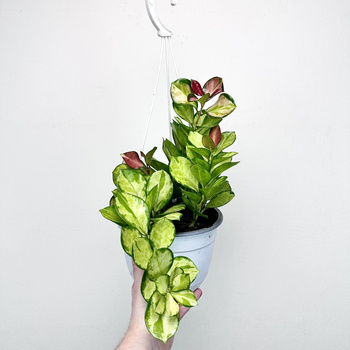 Hoya Australis Lisa Hoja P19 wisząca