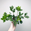 Peperomia Pereskiifolia P9