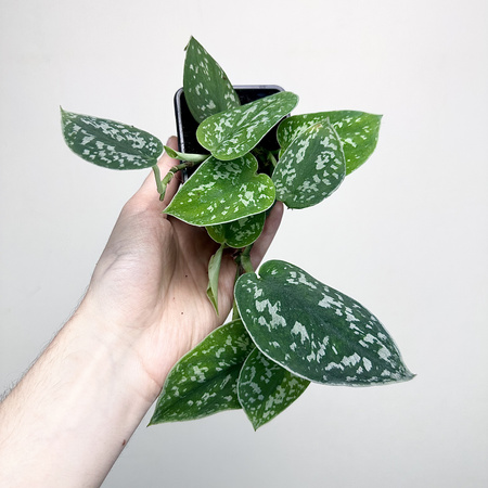 Scindapsus Pictus Argyraeus Scindapsus pstry P7