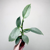 Philodendron Silver Queen Filodendron P9