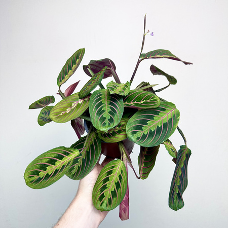 Maranta Leuconeura Fascinator Tricolor P12
