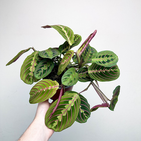 Maranta Leuconeura Fascinator Tricolor P12