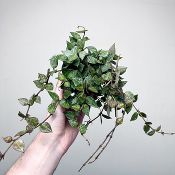 Hoya krohniana Splash Hoja P9