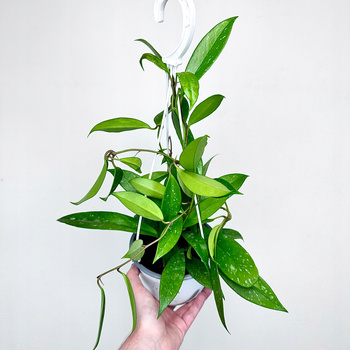 Hoya pubicalyx Silver Pink Hoja P15 wisząca