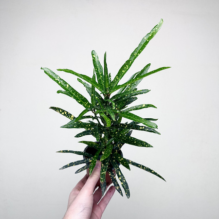 Kroton Gold Star Codiaeum P9