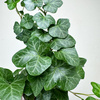 Hedera helix Wonder bluszcz zielony P9