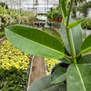 Stefanotis Bukietowy Stephanotis Floribunda