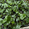 Philodendron Fun Bun Filodendron P11