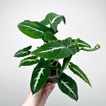 Syngonium Wendlandii Green Velvet Zroślicha P9