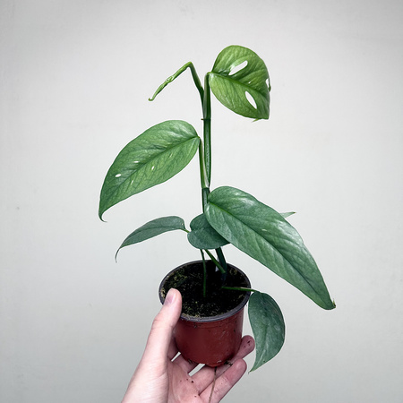 Epipremnum Cebu Blue P9