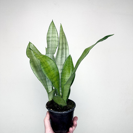 Sansewieria Moonshine Sansevieria trifasciata P12