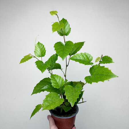 Cissus australijski Cissus antarctica P12