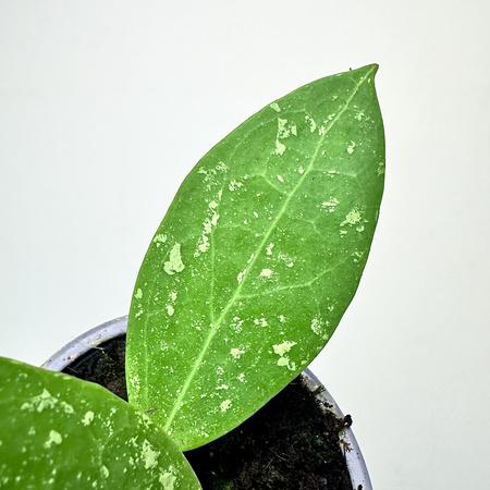 Hoya verticillata Hoja P9