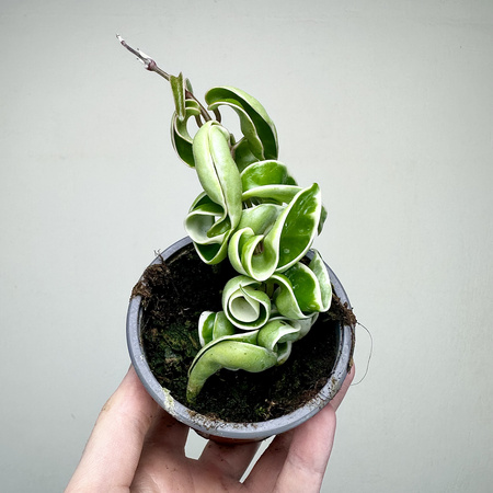 Hoya carnosa compacta Albomarginata Hoja P9