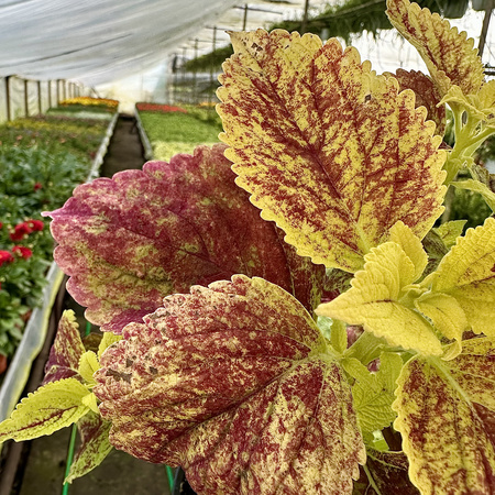 Koleus zółto-czerwony Coleus Pokrzywka Ozdobna
