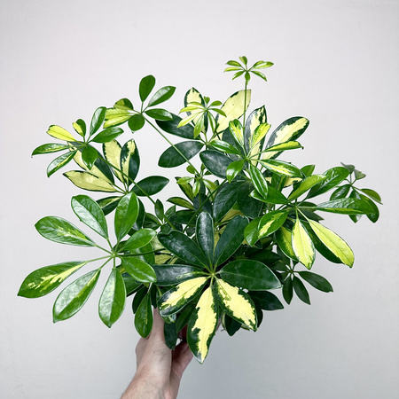 Schefflera Gerda Szeflera P13