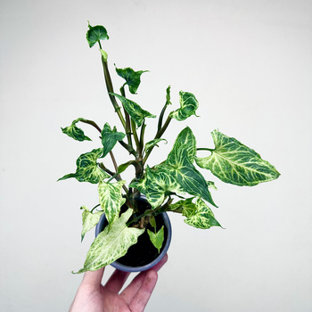 Syngonium Batik Zroślicha P9