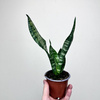 Sansewieria gwinejska Black Coral Sansevieria trifasciata