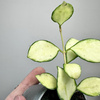 Hoya heuschkeliana Variegata Hoja P6