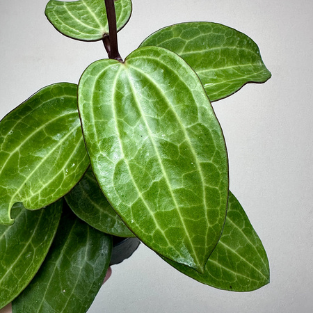 Hoya latifolia Hoja