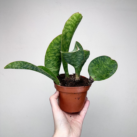 Sansevieria masoniana Sanseweria P12