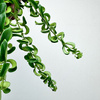 Aeschynanthus Twister Eszynanthus P9