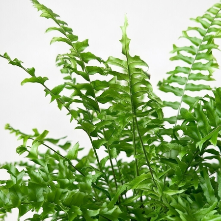 Paproć Nephrolepis biserrata Fishtail P13