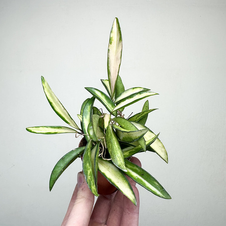 Hoya wayetii Tricolor Hoja P6