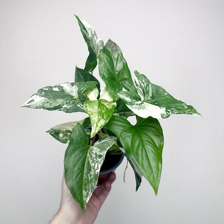 Syngonium Variegata Zroślicha P12