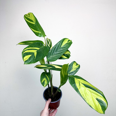 Ctenanthe lubbersiana Golden Mosaic P12