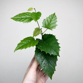 Cissus australijski Cissus antarctica P9