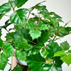Cissus rombolistny P17 wisząca