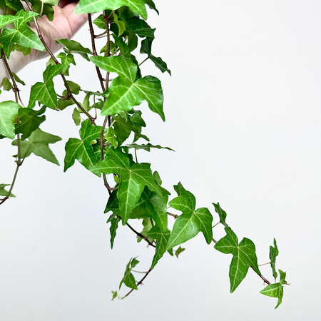 Hedera helix bluszcz zielony P17 wisząca