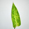 Philodendron Painted Lady Filodendron P9